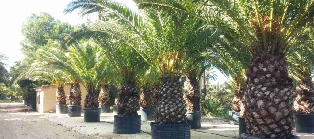 cuanto cuesta una palmera