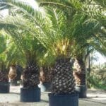¿Cuánto cuesta una palmera? cuanto-cuesta-una-palmera