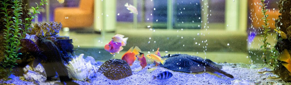 cuanto cuesta una pecera