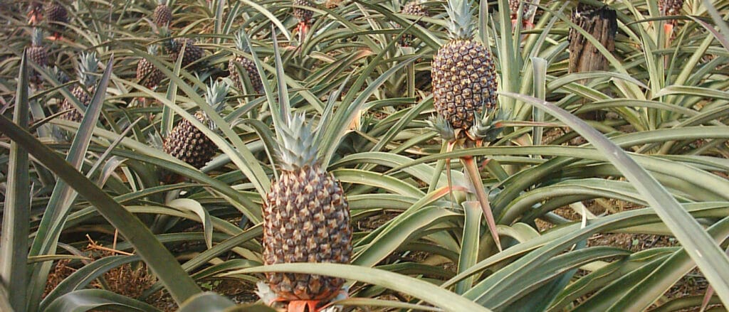 ¿Cuánto cuesta una piña? 2 cuanto cuesta una pina
