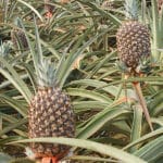 ¿Cuánto cuesta una piña? cuanto-cuesta-una-pina