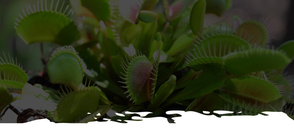 cuanto cuesta una planta carnivora