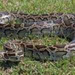 cuanto-cuesta-una-serpiente