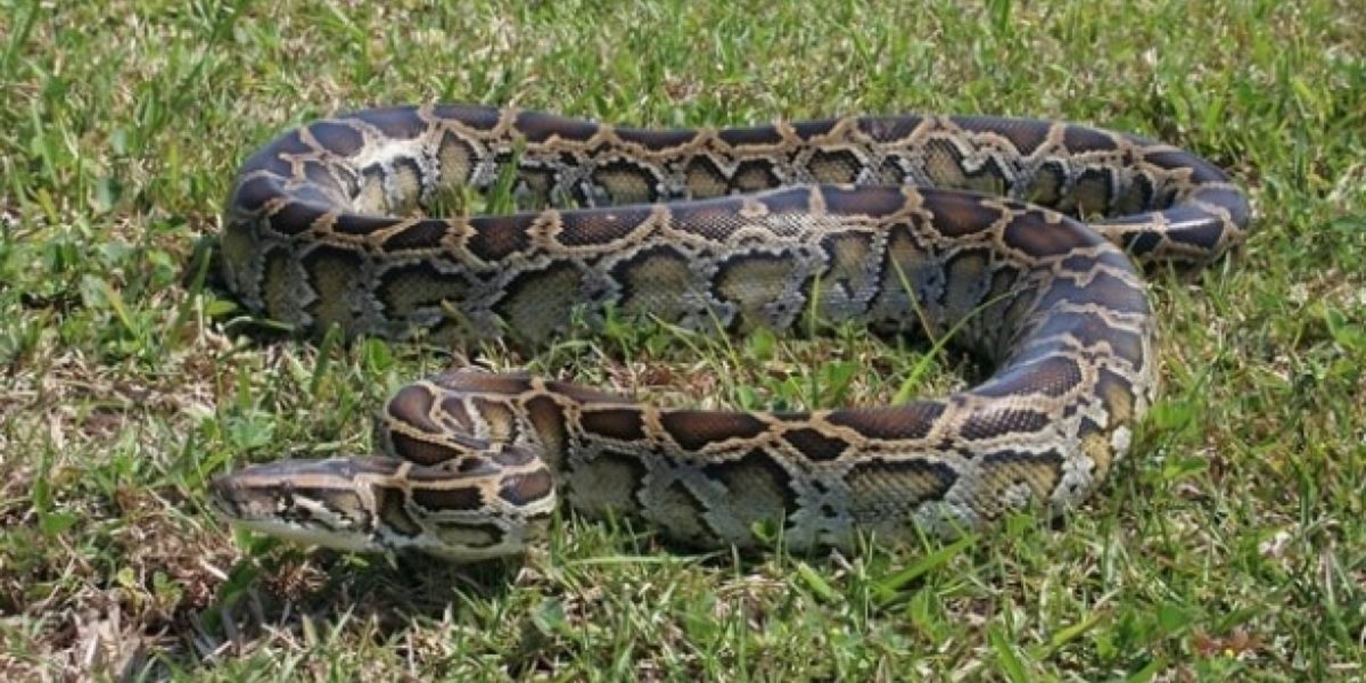 cuanto cuesta una serpiente