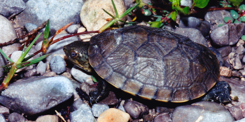 Cuánto cuesta una tortuga doméstica? 2 cuanto cuesta una tortuga domestica