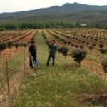 cuanto-cuesta-una-trufa