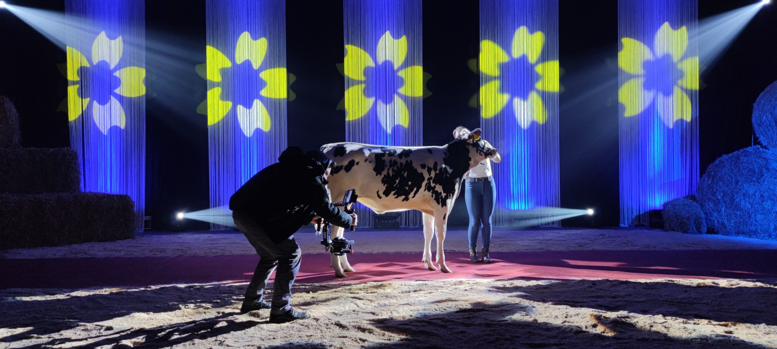 cuanto cuesta una vaca lechera