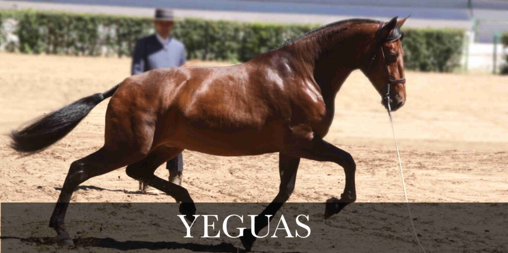 ¿Cuánto cuesta una yegua? 2 cuanto cuesta una yegua