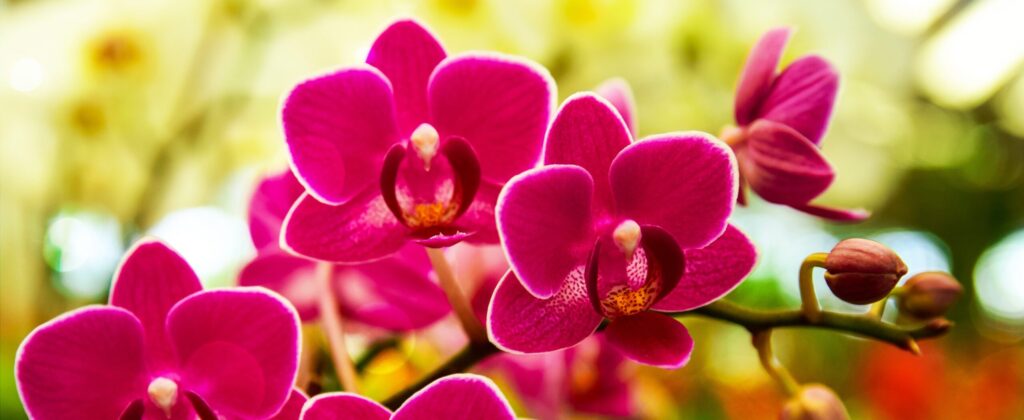 cuanto cuestan las flores