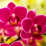 Cuánto cuestan las flores? cuanto-cuestan-las-flores