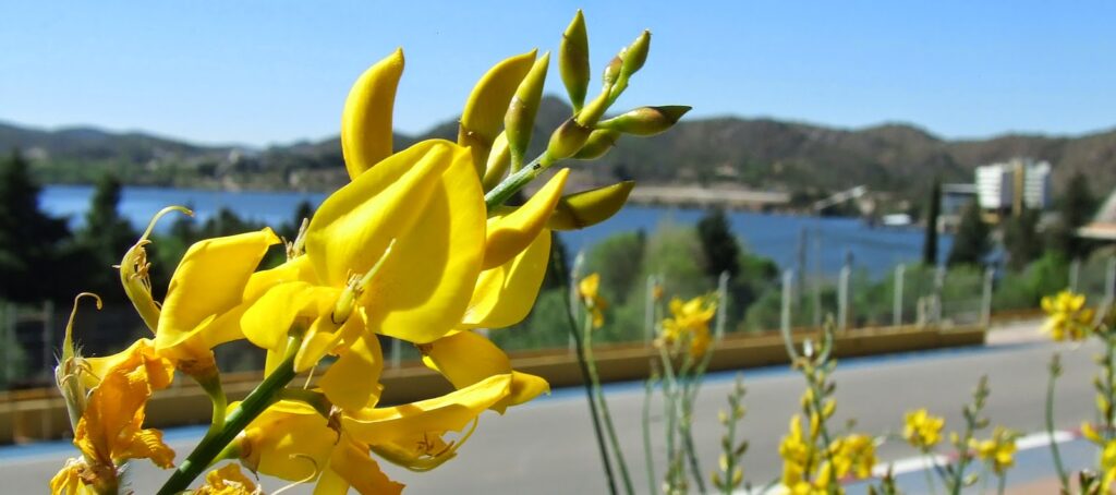 cuanto cuestan las flores amarillas