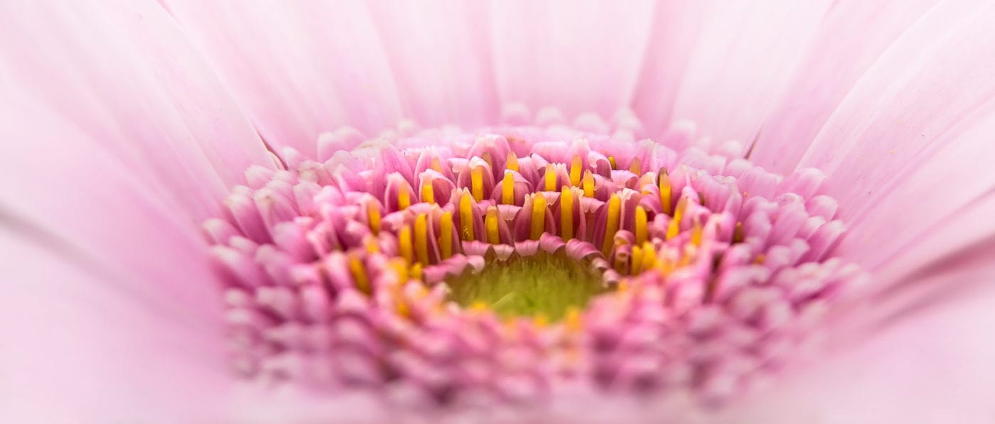 cuanto cuestan las gerberas