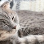 cuanto-cuestan-los-gatos