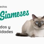 cuanto-cuestan-los-gatos-siameses