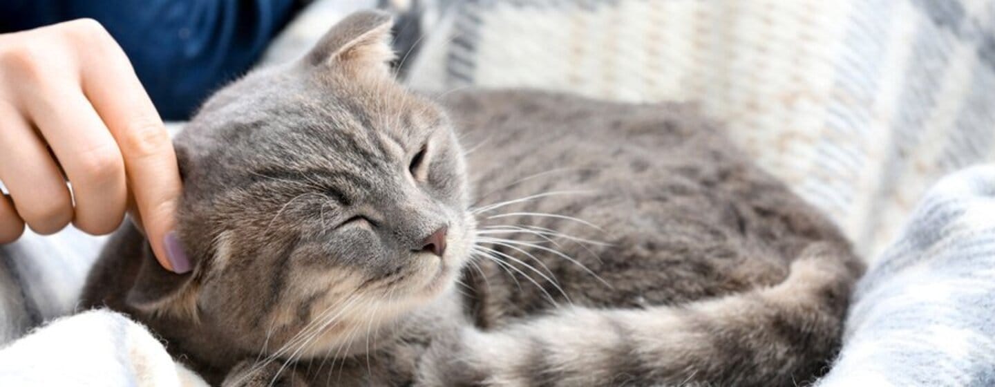 Blog 10 cuanto cuestan los gatos