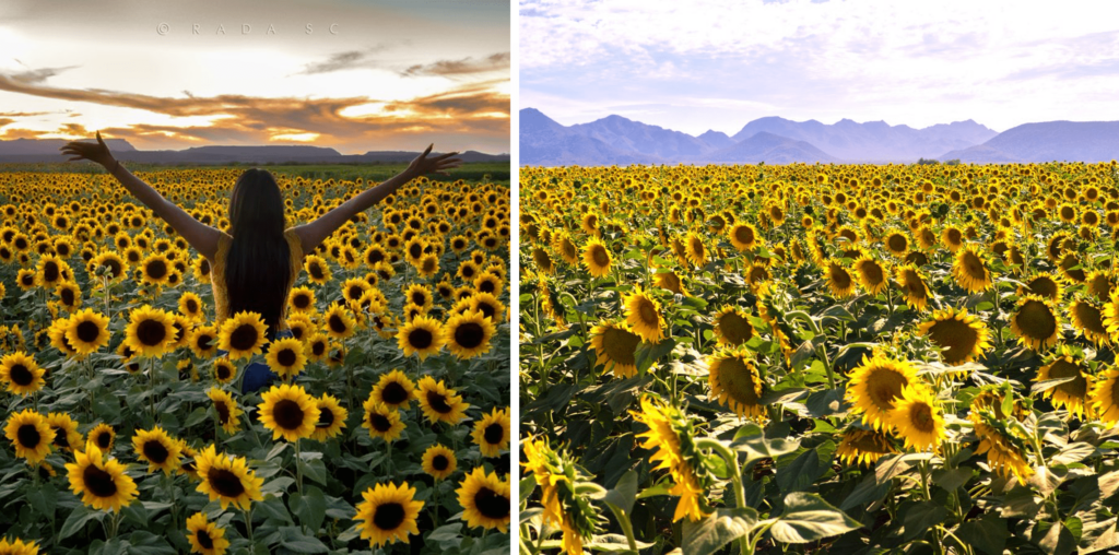 cuanto cuestan los girasoles
