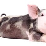 cuanto-cuestan-los-mini-pig