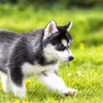 cuanto-cuestan-los-perros-husky
