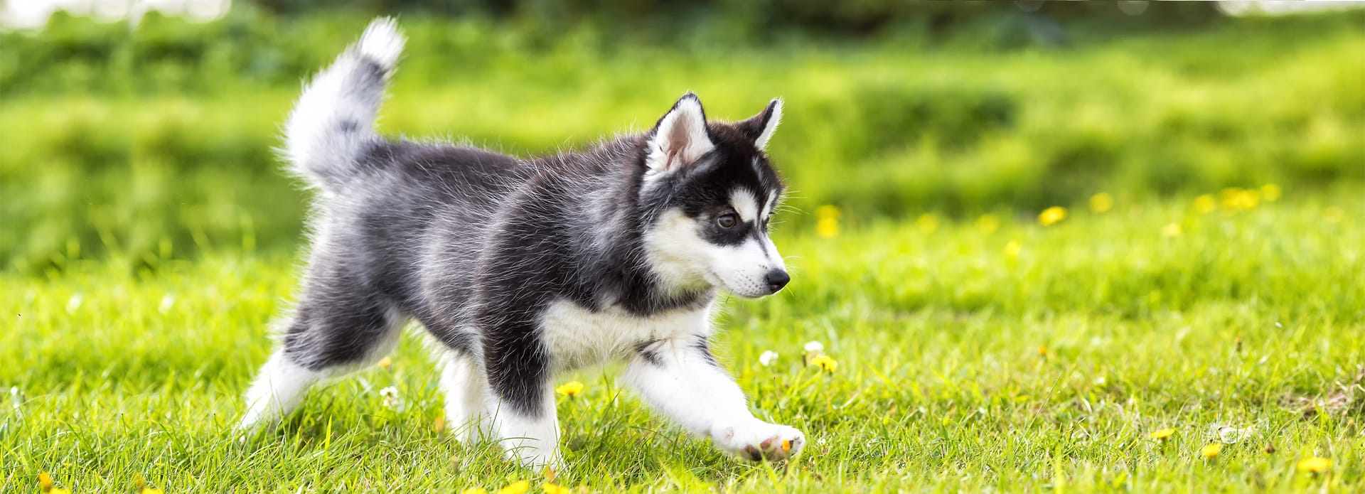 cuanto cuestan los perros husky