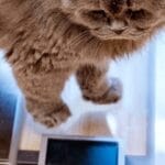 cuanto-debe-pesar-un-gato