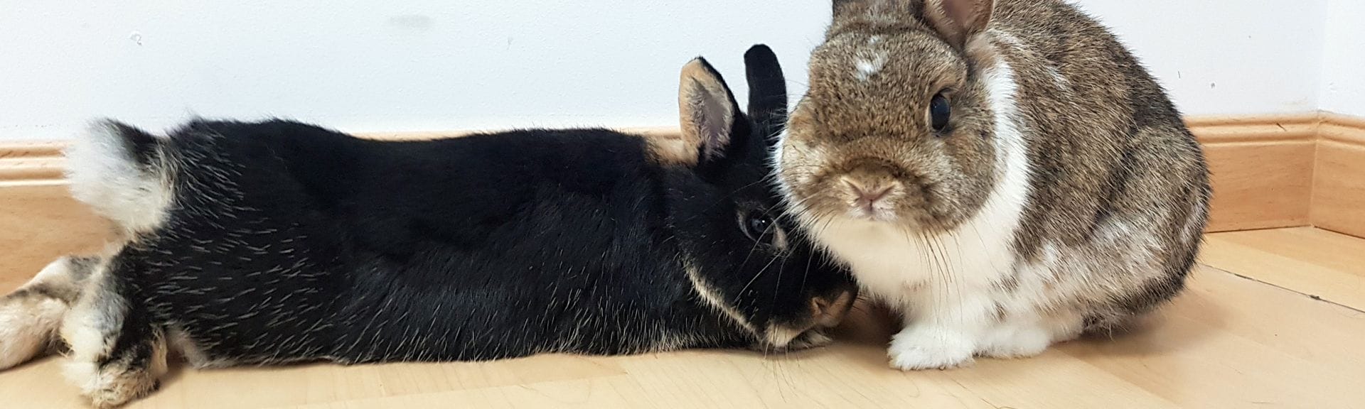 cuanto duerme un conejo