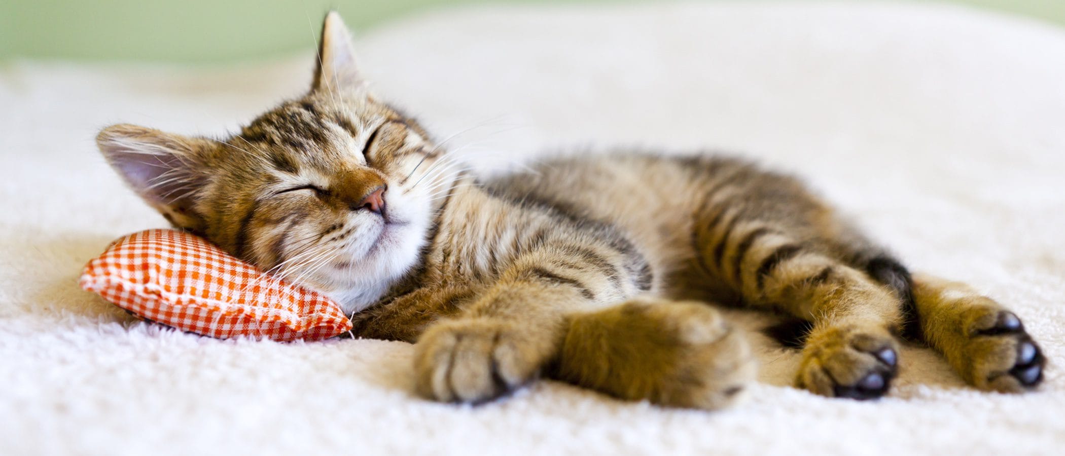 cuanto duerme un gato bebe