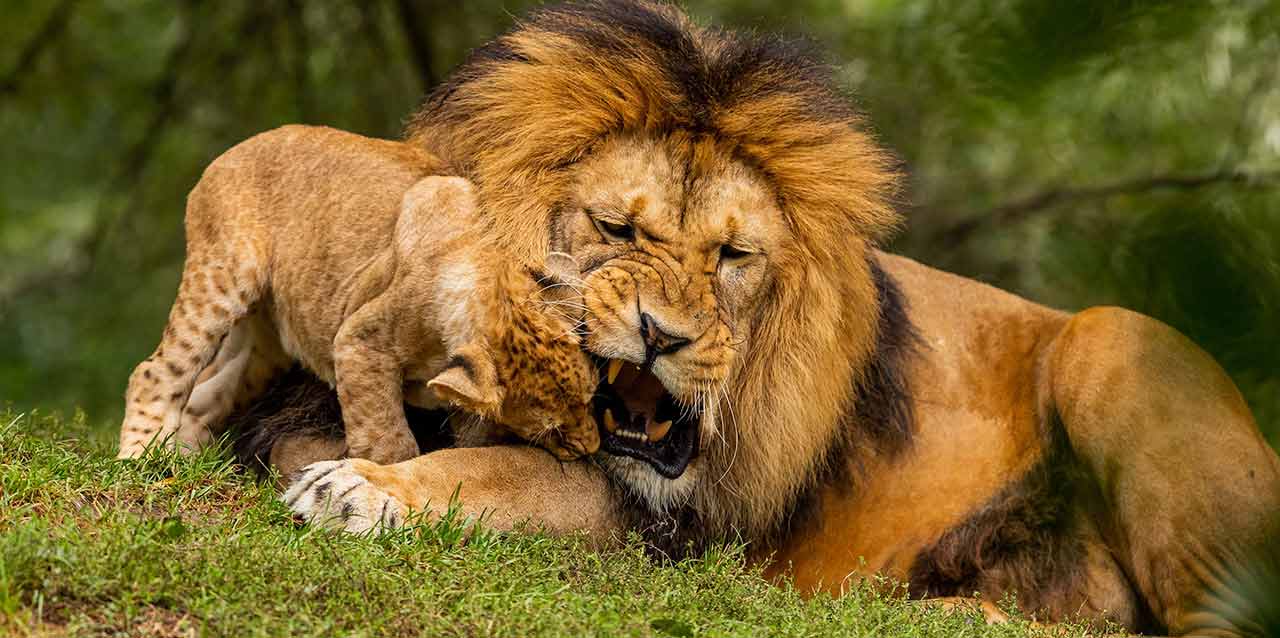 cuanto duerme un tigre