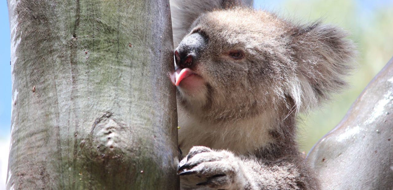 cuanto duermen los koalas
