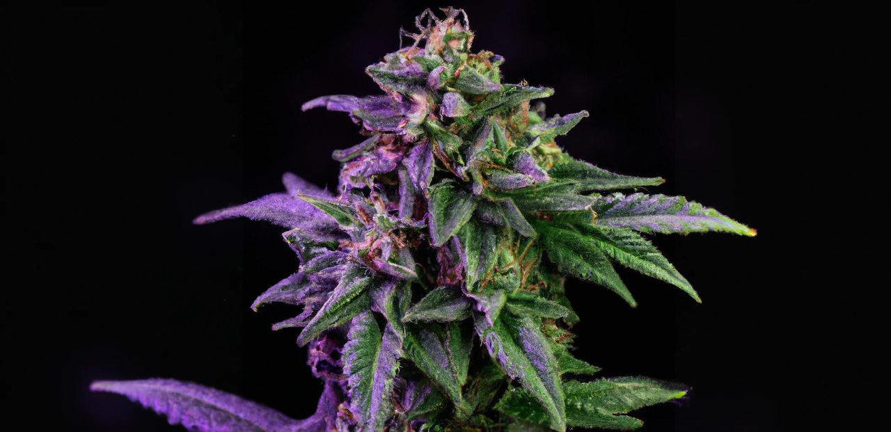 Blog 8 cuanto dura black widow