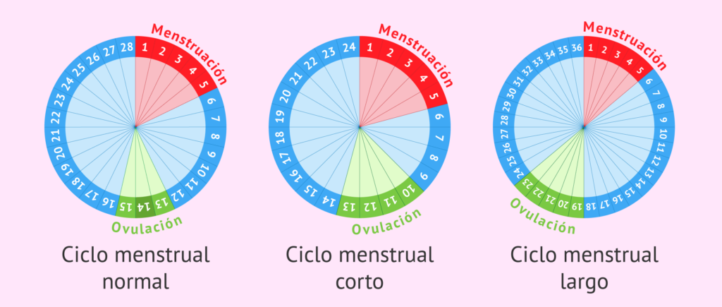 cuanto dura el ciclo menstrual