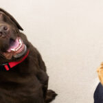 cuanto-dura-el-embarazo-de-un-perro