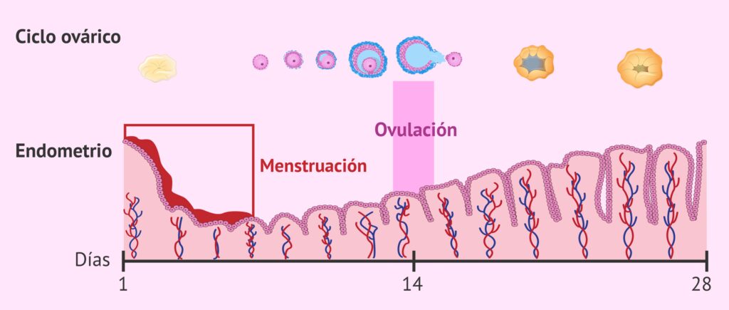 cuanto dura el ovulo vivo