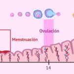 cuanto-dura-el-ovulo-vivo