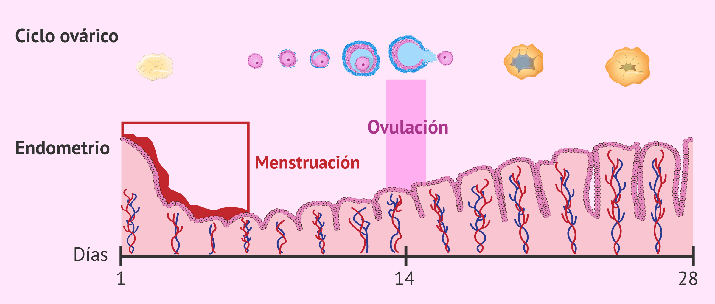 cuanto dura el ovulo vivo