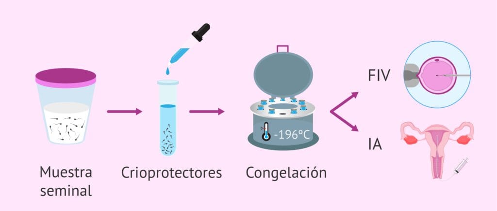 cuanto dura el semen