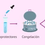 Cuánto dura el semen? cuanto-dura-el-semen