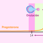 cuanto-dura-la-fase-lutea