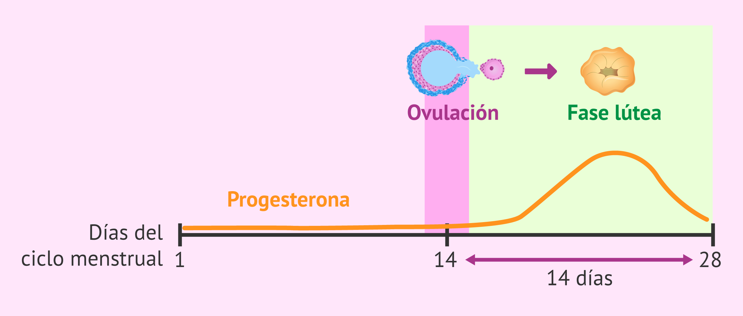 Blog 2 cuanto dura la fase lutea