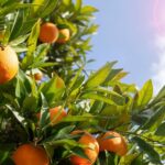 cuanto-dura-un-arbol