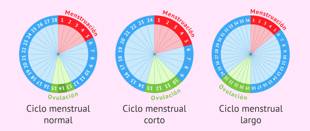 ¿Cuánto dura un ciclo? 2 cuanto dura un ciclo