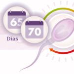 ¿Cuánto dura un espermatozoide? cuanto-dura-un-espermatozoide