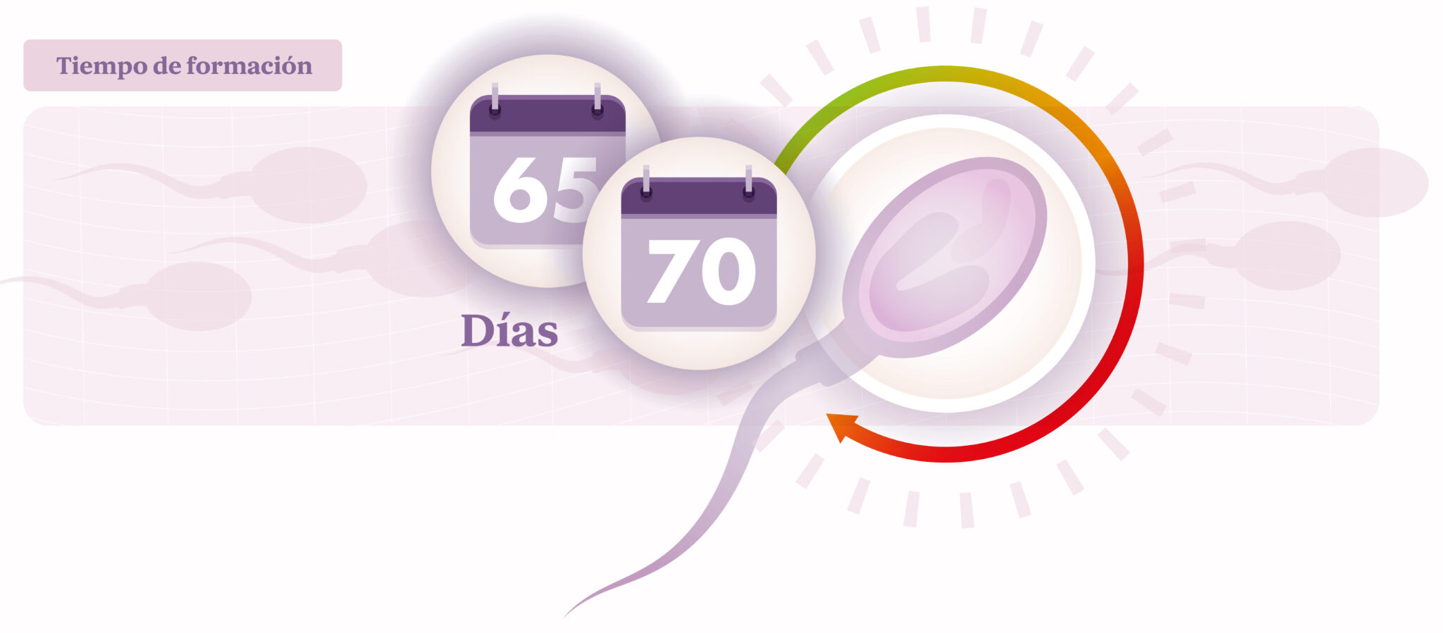 cuanto dura un espermatozoide