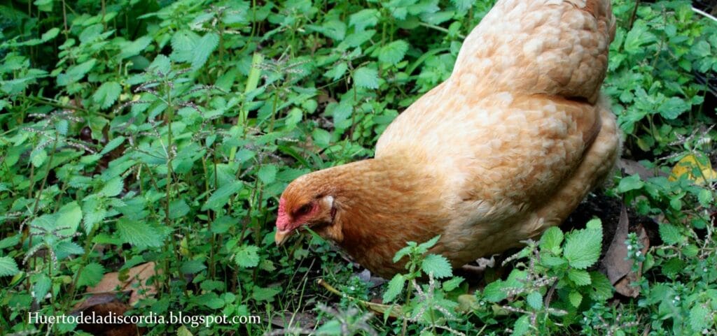 cuanto dura un gallo