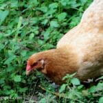 cuanto-dura-un-gallo