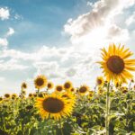 cuanto-dura-un-girasol-cortado