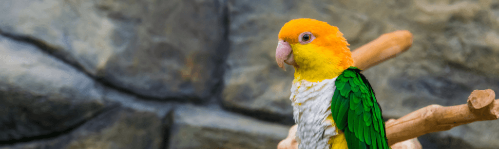 ¿Cuánto dura un loro? 2 cuanto dura un loro