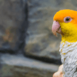 ¿Cuánto dura un loro? cuanto-dura-un-loro