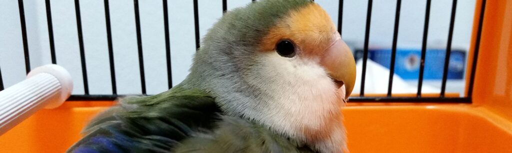 cuanto dura un perico