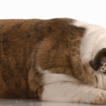 cuanto-dura-un-perro-agonizando