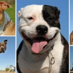 cuanto-dura-un-pitbull